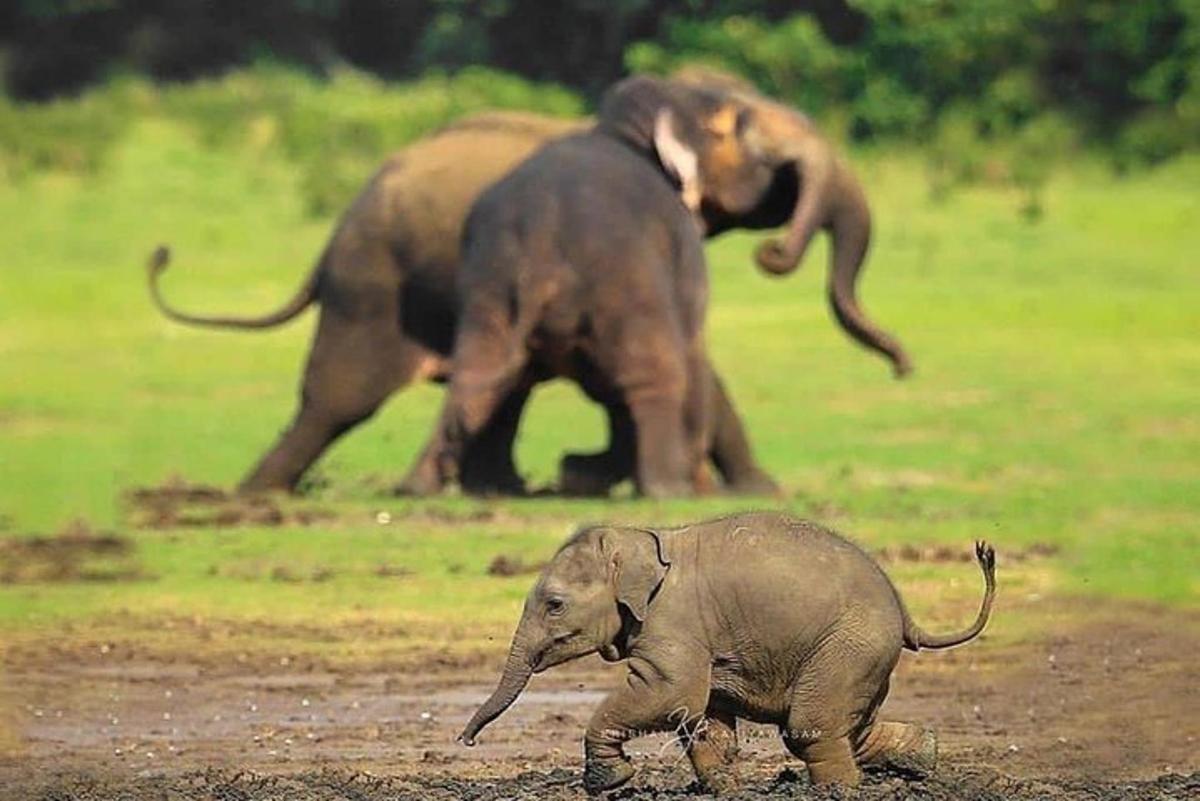um bebê elefante caminhando em um campo com dois elefantes ao fundo