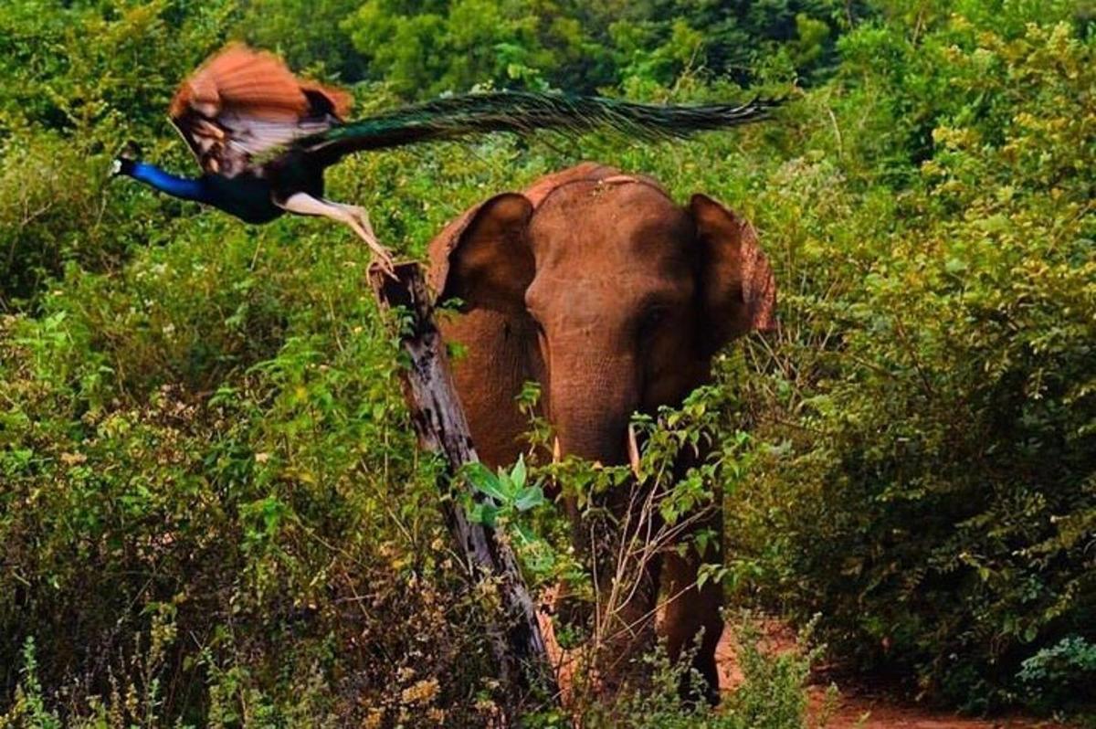 seekor merak berdiri di atas gajah