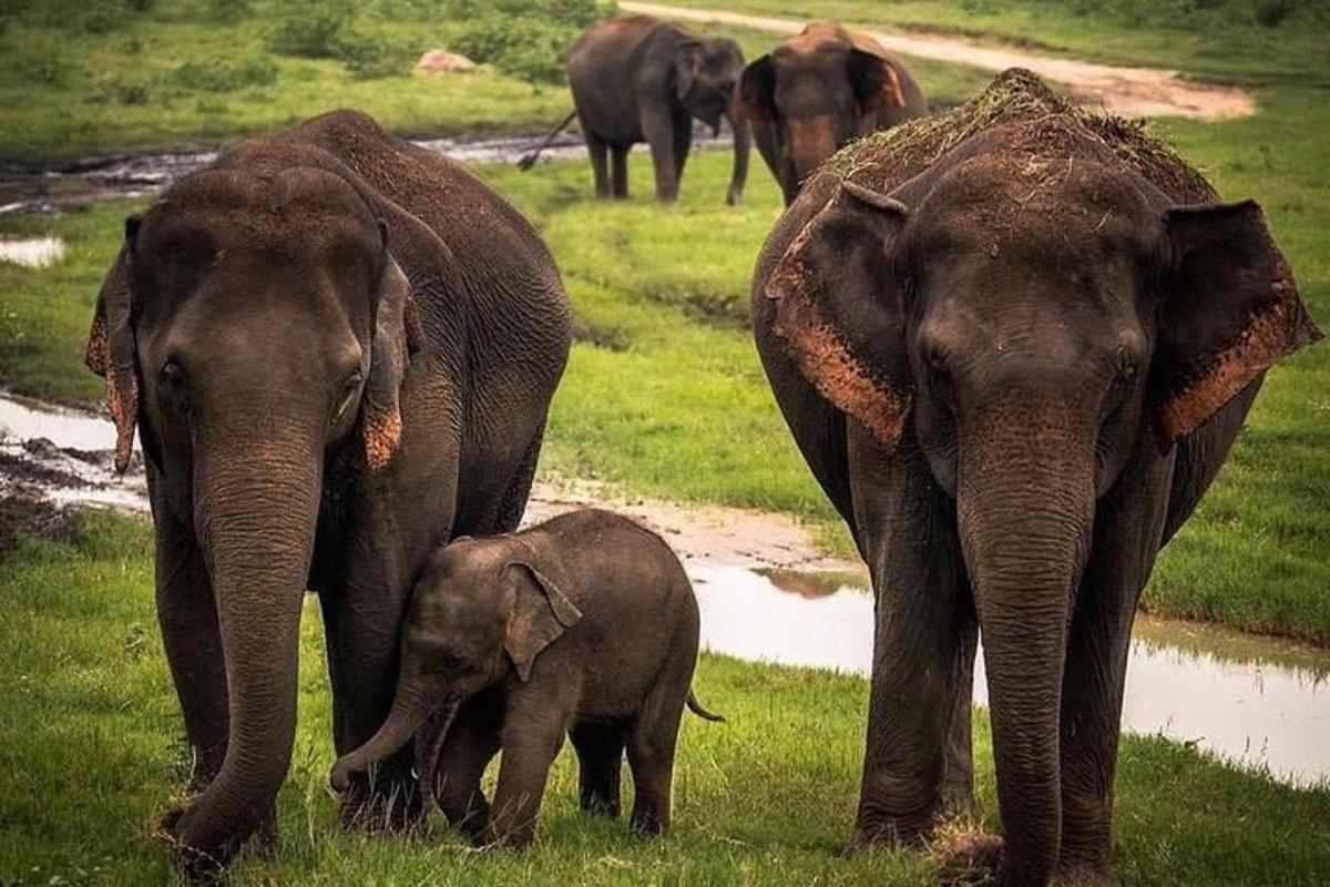 sekumpulan gajah berdiri di rumput bersama anak gajah