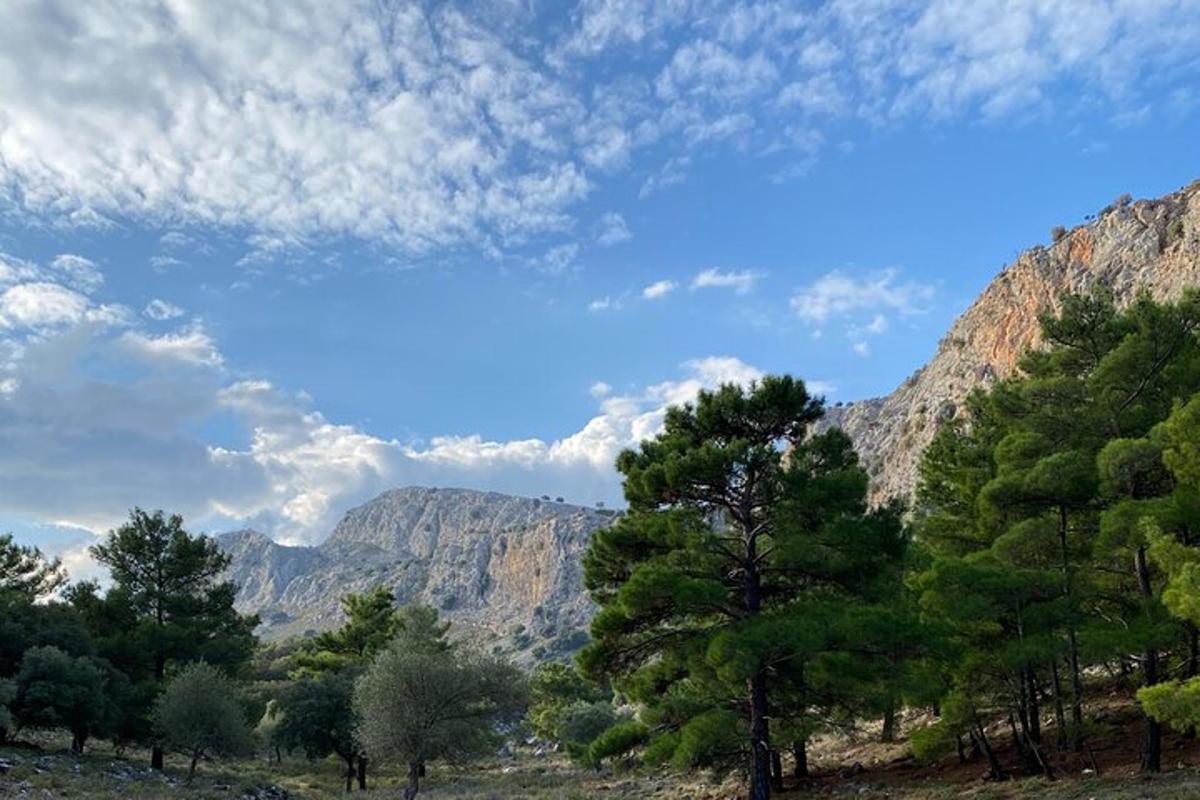 前景为树木的山脉景观