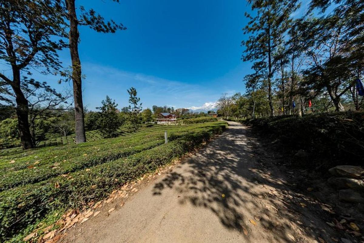 a dirt road with trees and a house in the distance