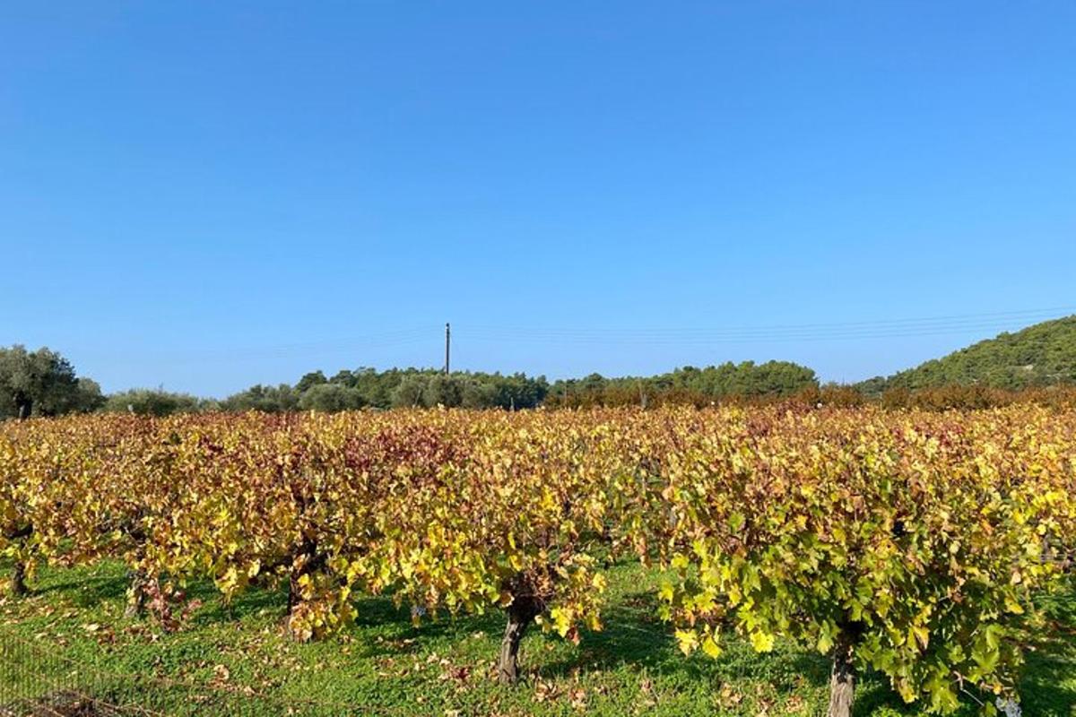 un campo di alberi con foglie gialle e verdi