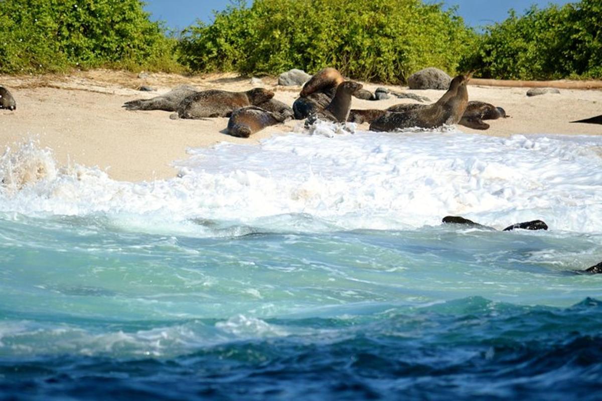 a group of animals playing in the water on a beach