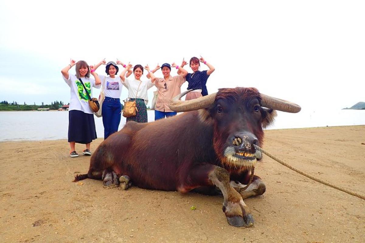una mucca sdraiata sulla spiaggia con un gruppo di persone