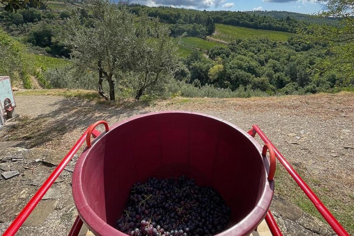 vedro, polno grozdja, na vrhu hriba
