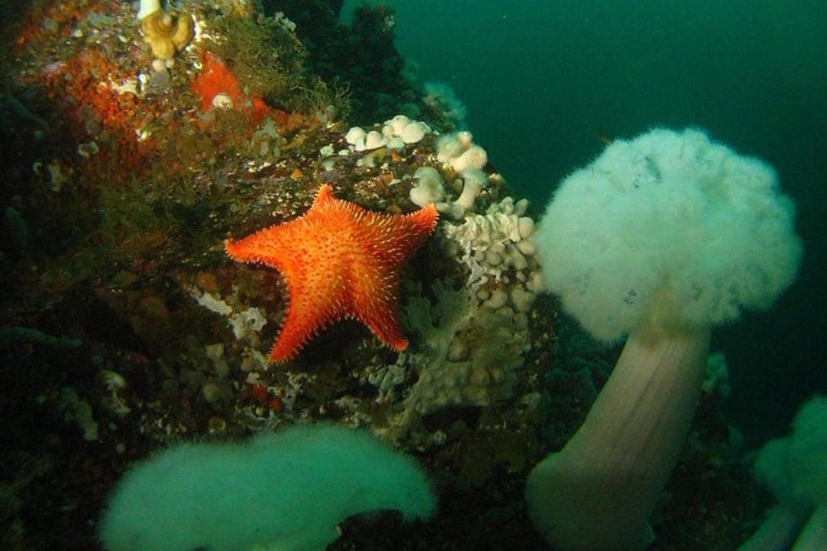 una stella marina arancione e un po' di corallo nell'acqua