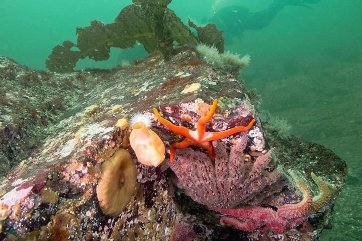 korál s oranžovou kočkou v oceánu