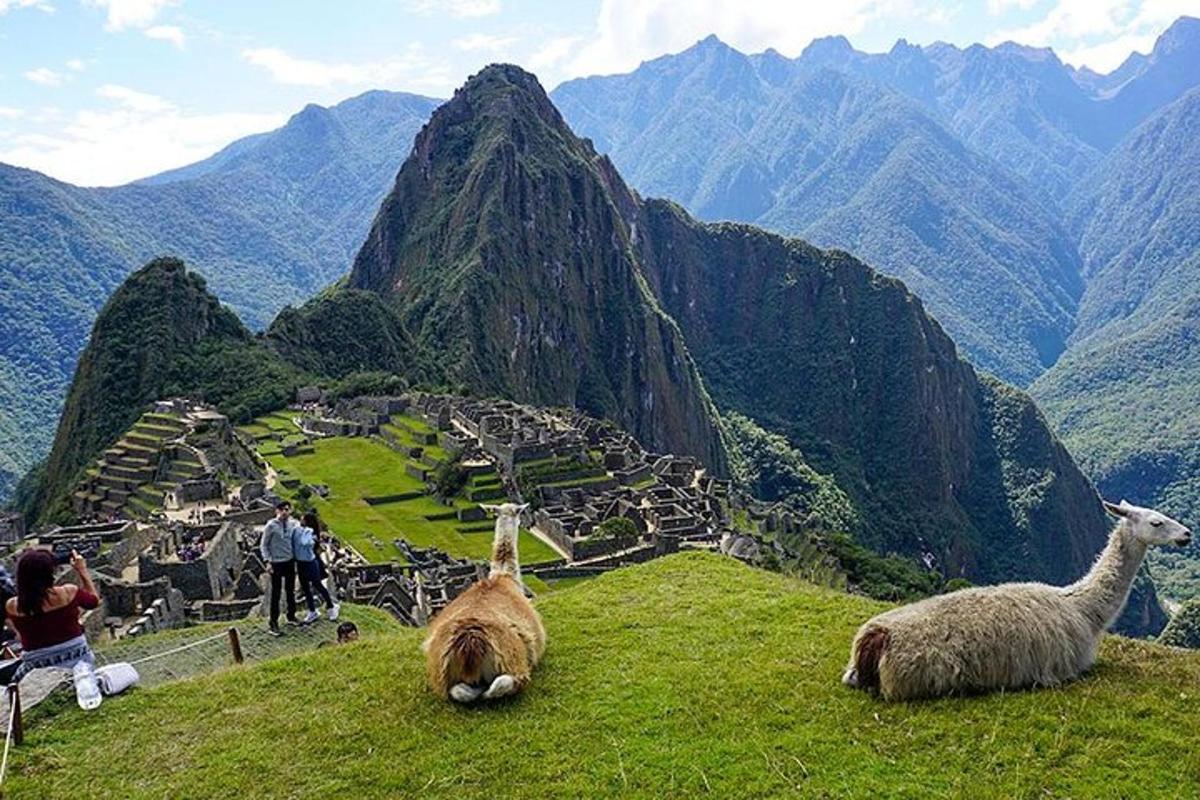 due lama seduti in cima a una collina con vista su una montagna