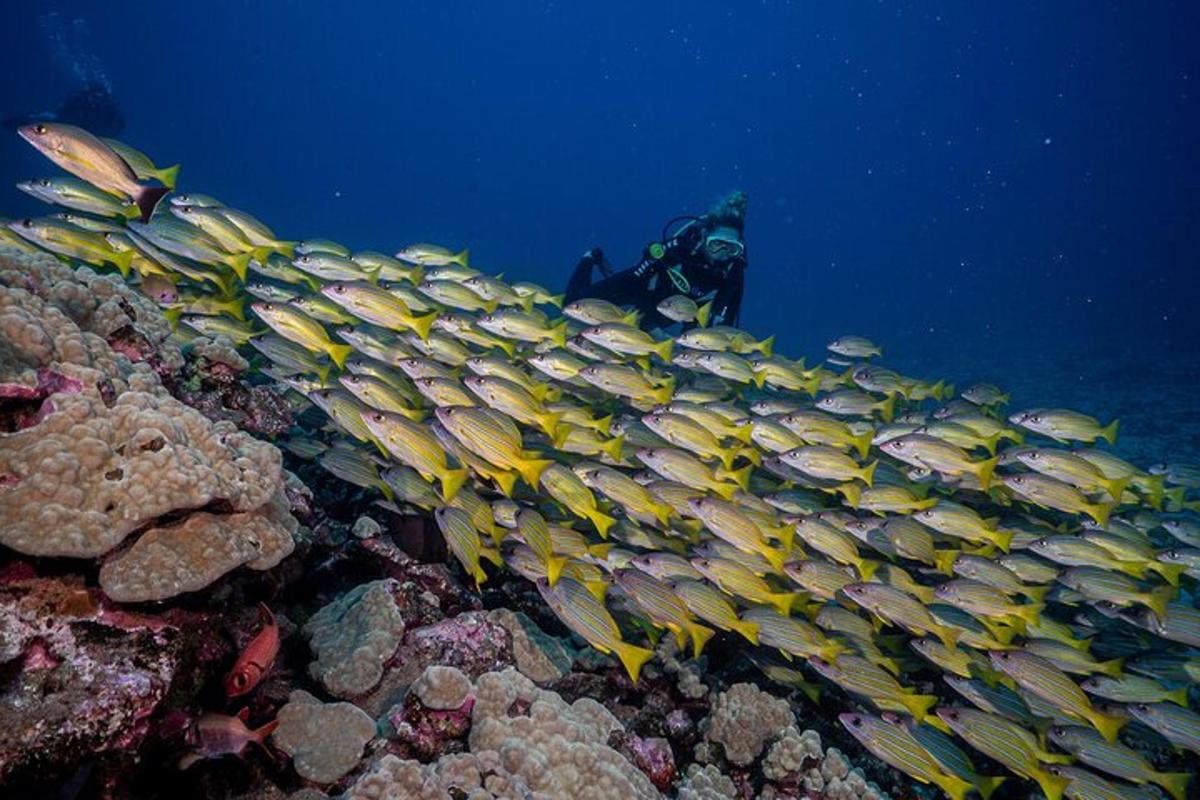 eine Gruppe von Fischen, die auf dem Riff schwimmen