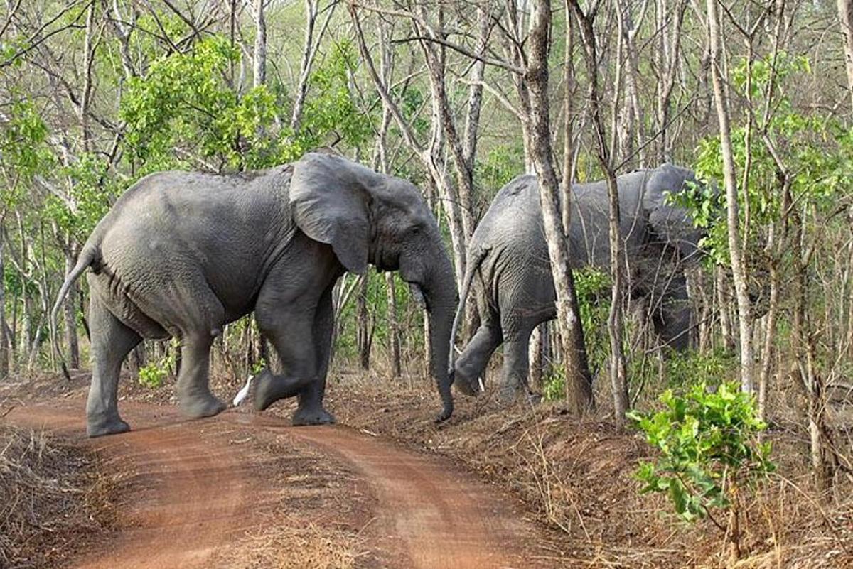 dois elefantes caminhando em uma estrada de terra na floresta