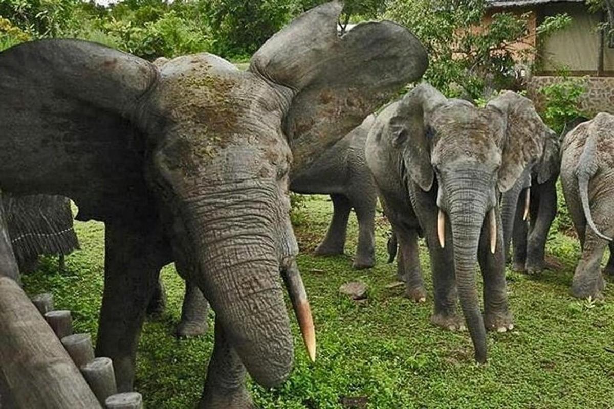 um grupo de elefantes em pé na grama
