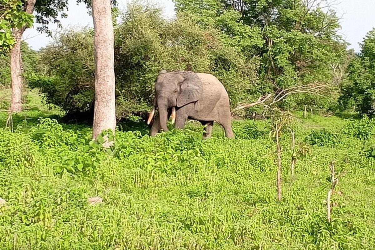 seekor gajah berjalan melalui padang rumput yang tinggi