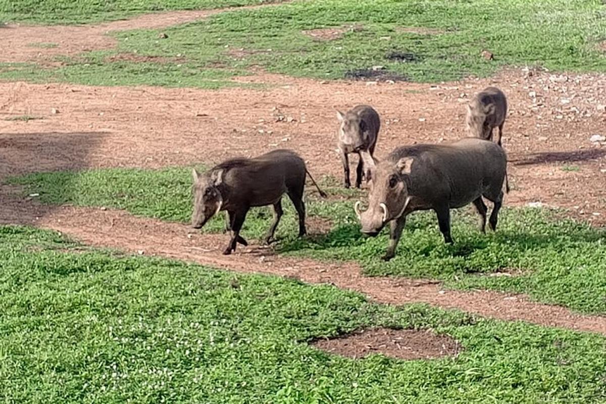 sekumpulan lembu meragut di padang rumput