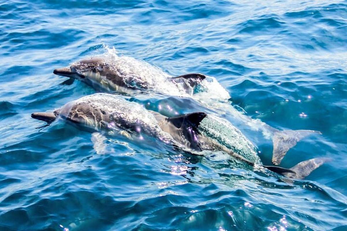 dos delfines nadando en el agua