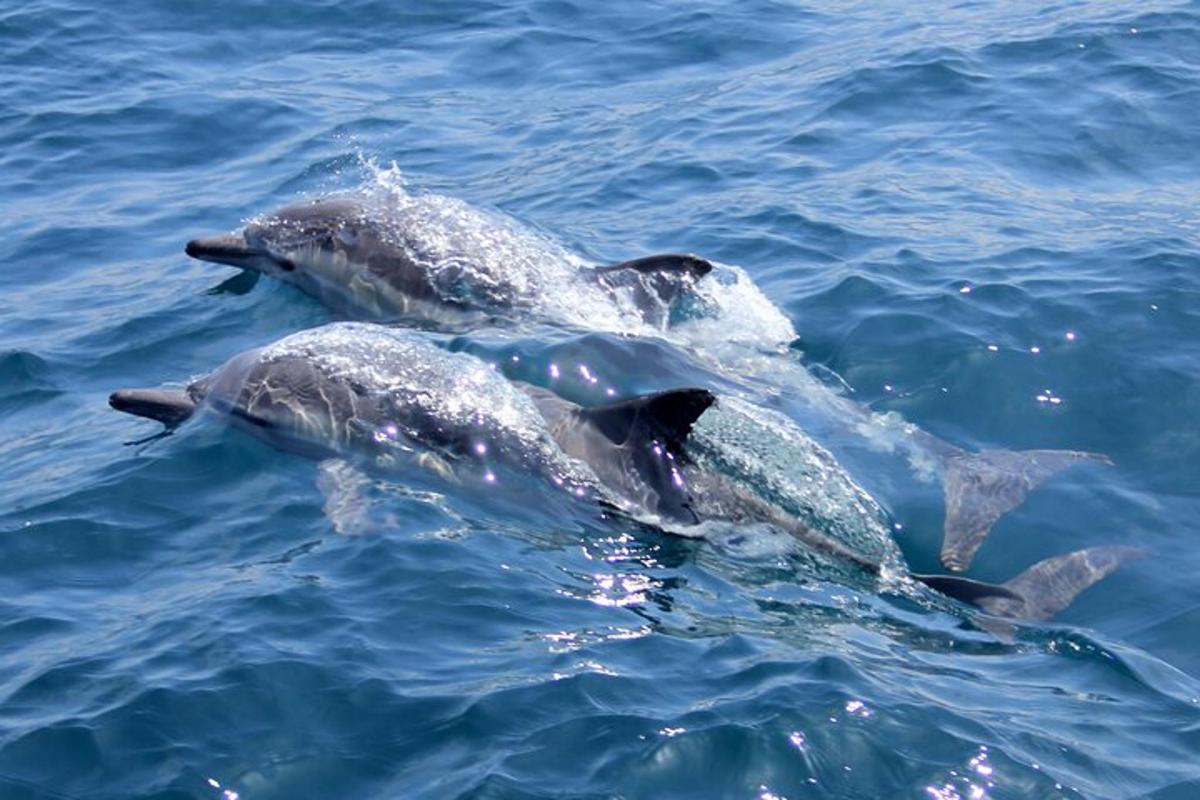 two dolphins are swimming in the water