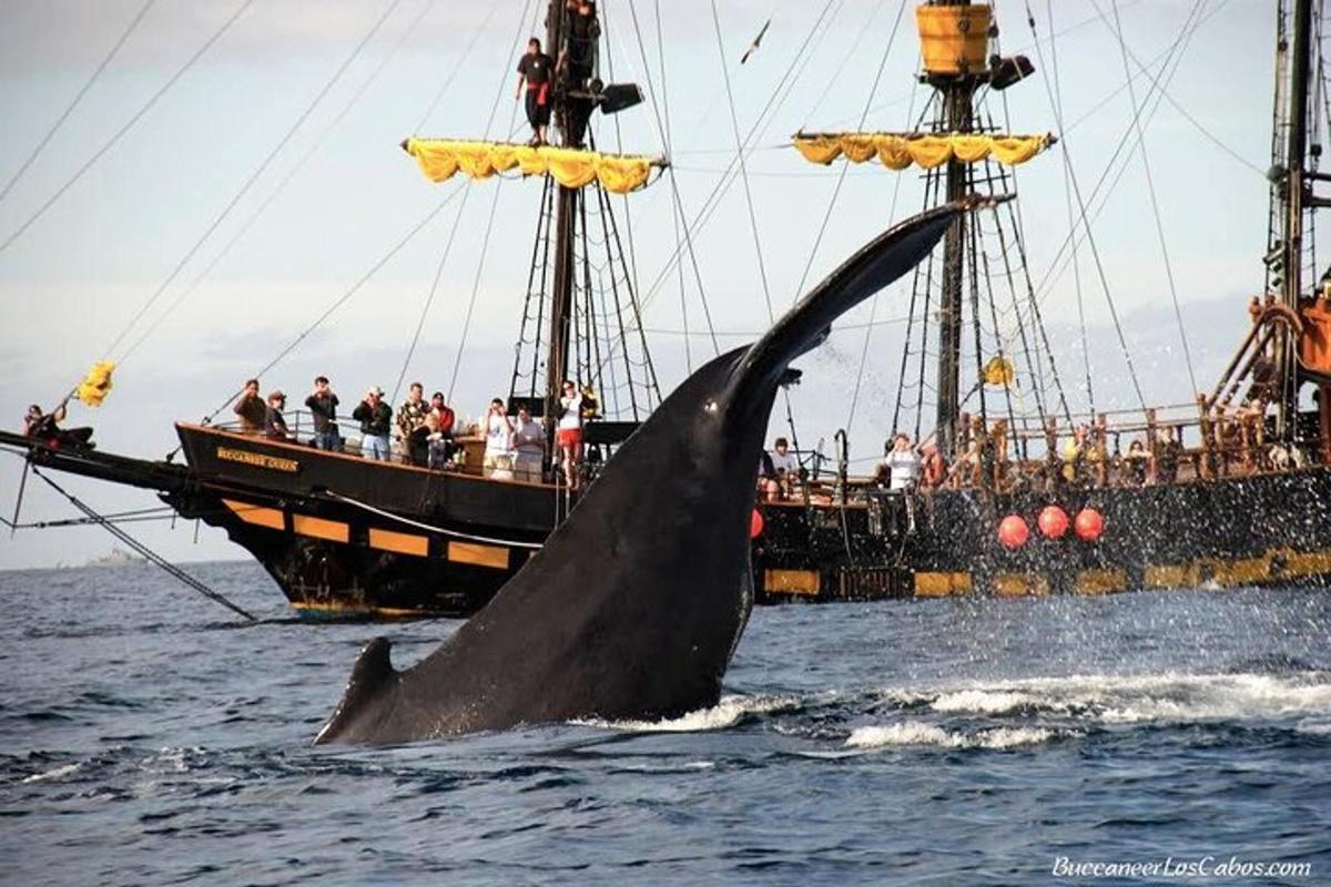 höfrungur í vatninu við hliðina á bát