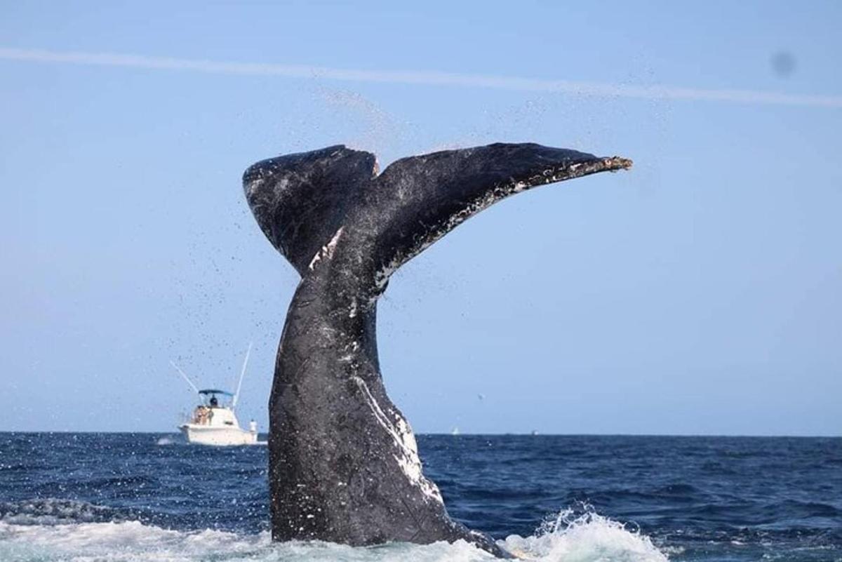 Un delfín en el agua con un barco en el océano.