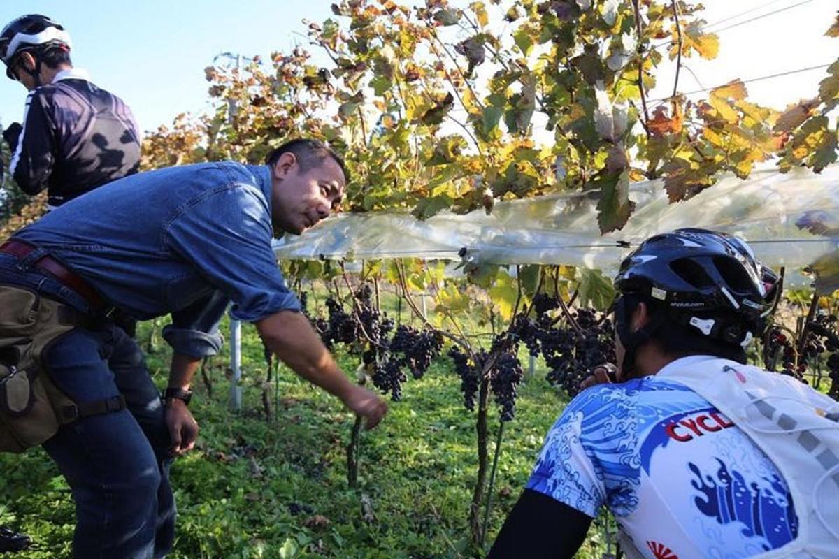 um grupo de pessoas trabalhando em um vinhedo