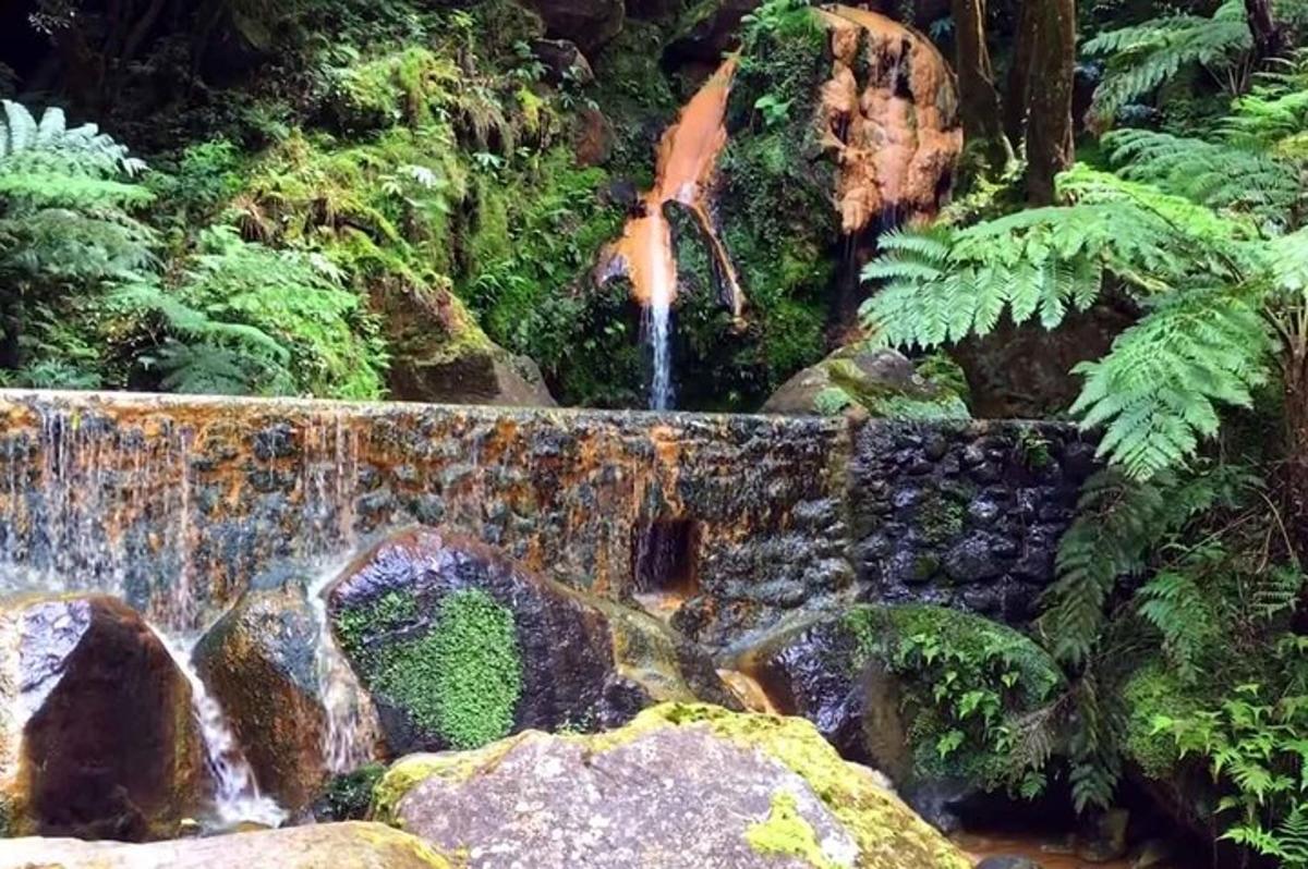 una cascata in un giardino con rocce e piante
