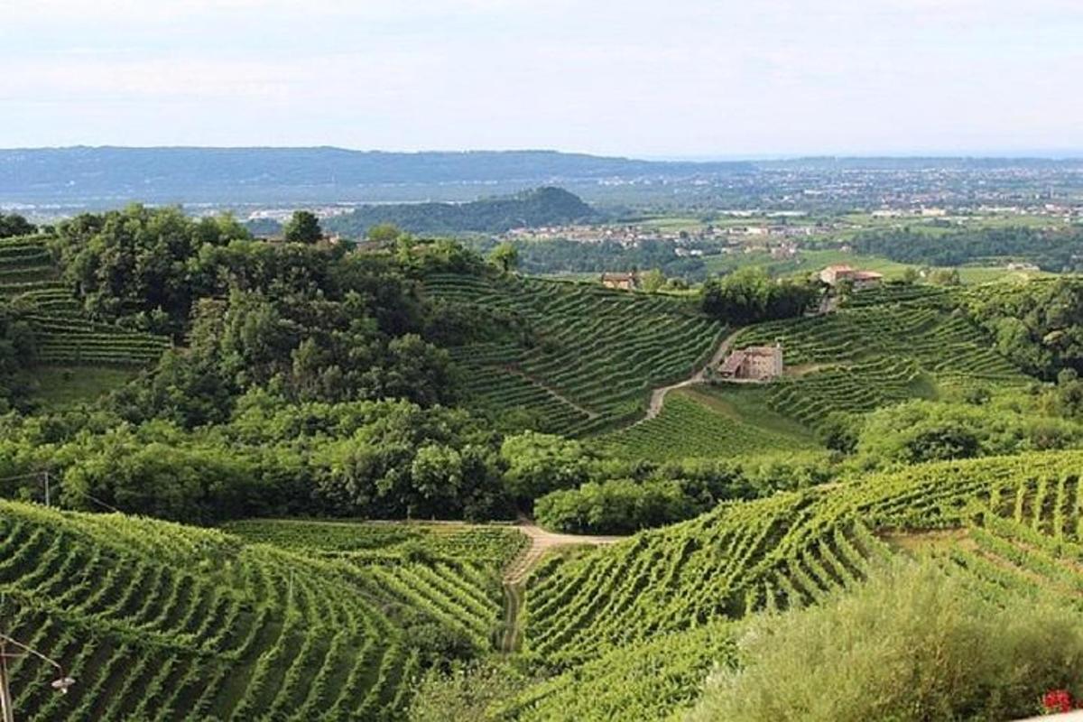 une vue aérienne d'un vignoble verdoyant