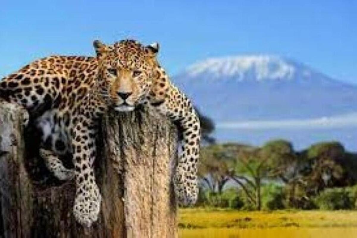 leopard istub puutüve otsas