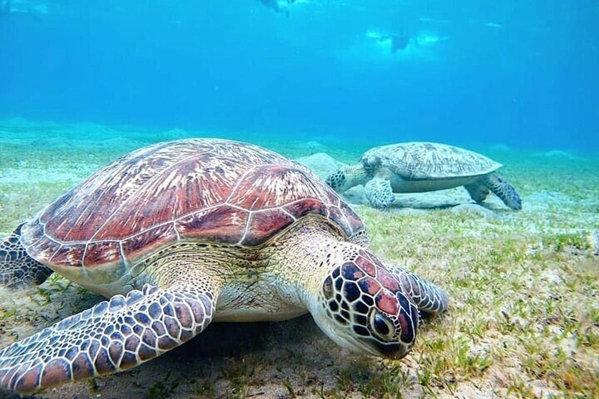 penyu hijau berenang di lautan