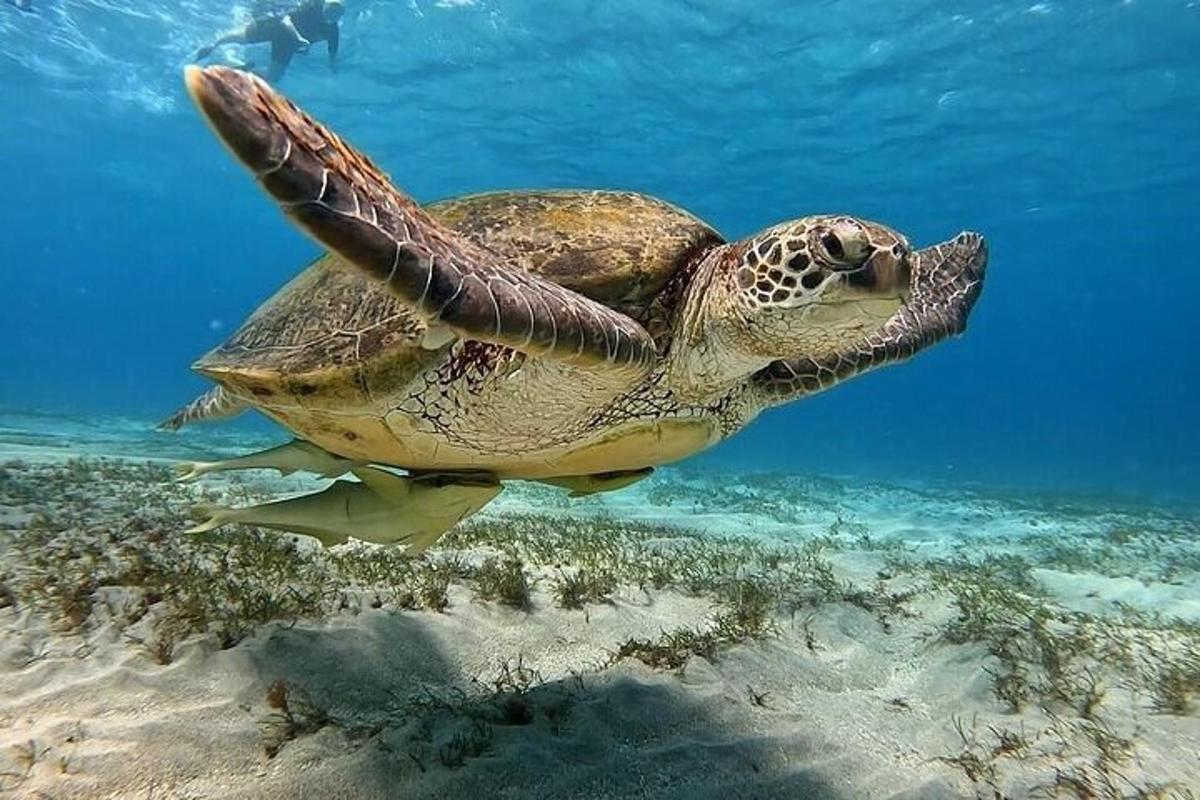 penyu hijau berenang di dalam air