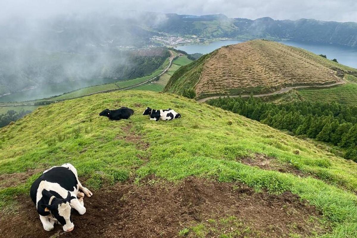 drei Kühe liegen auf einem grasbewachsenen Hügel