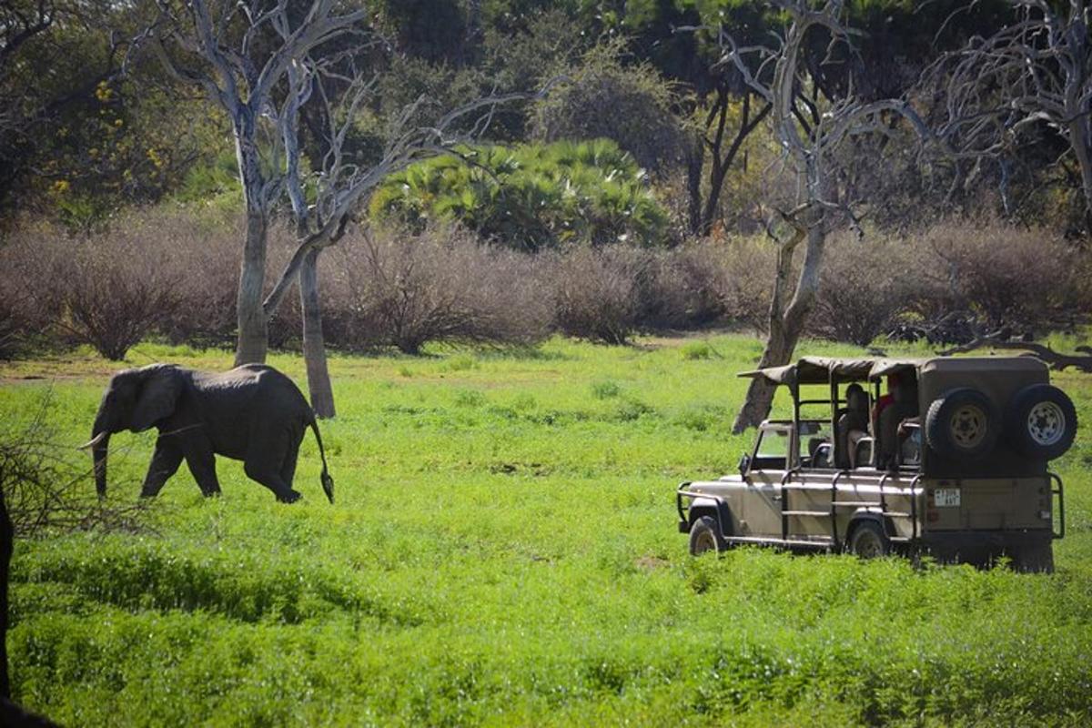 un elefante che cammina accanto a una jeep in un campo