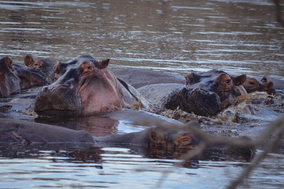 un gruppo di ippopotami che nuotano nell'acqua
