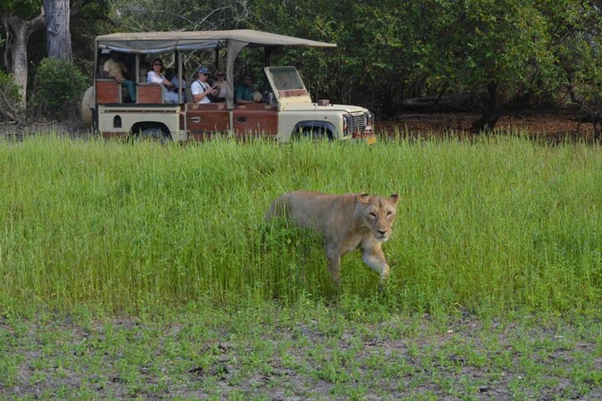 un leone che corre davanti a un veicolo con delle persone