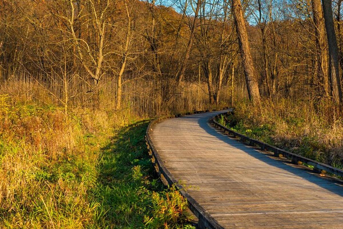 a wooden path in the middle of a forest