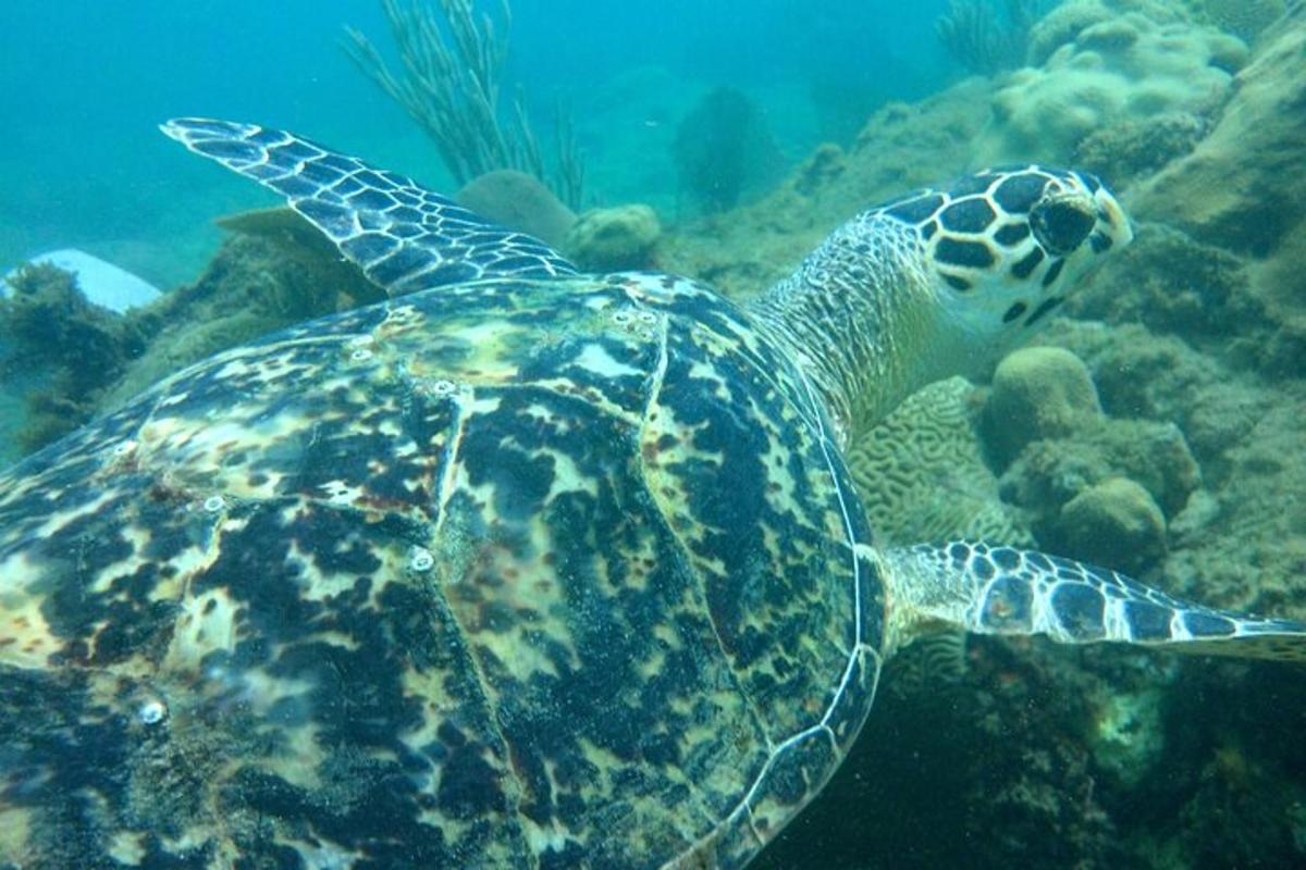 a green sea turtle swimming in the ocean