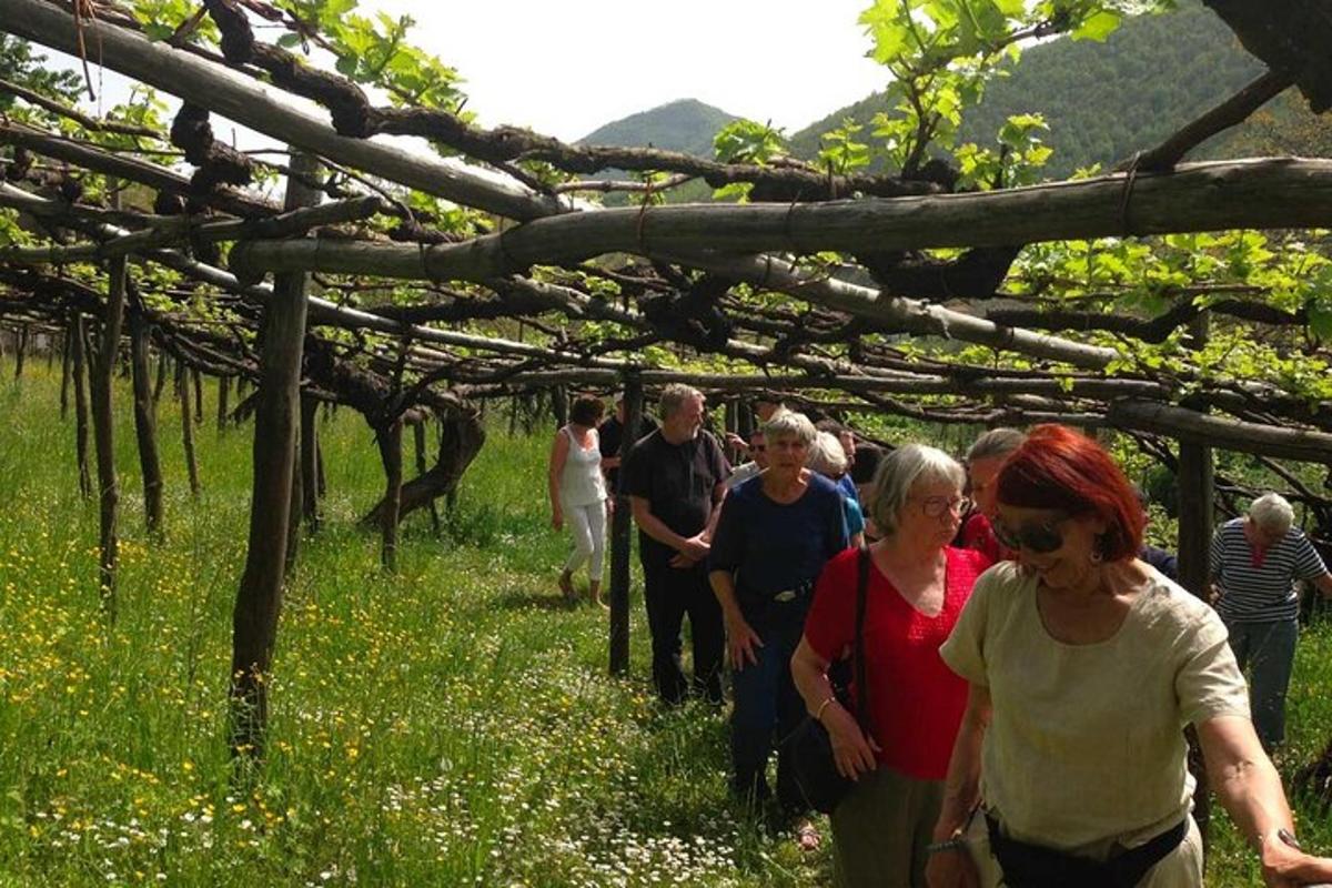 skupina lidí procházejících se vinicí