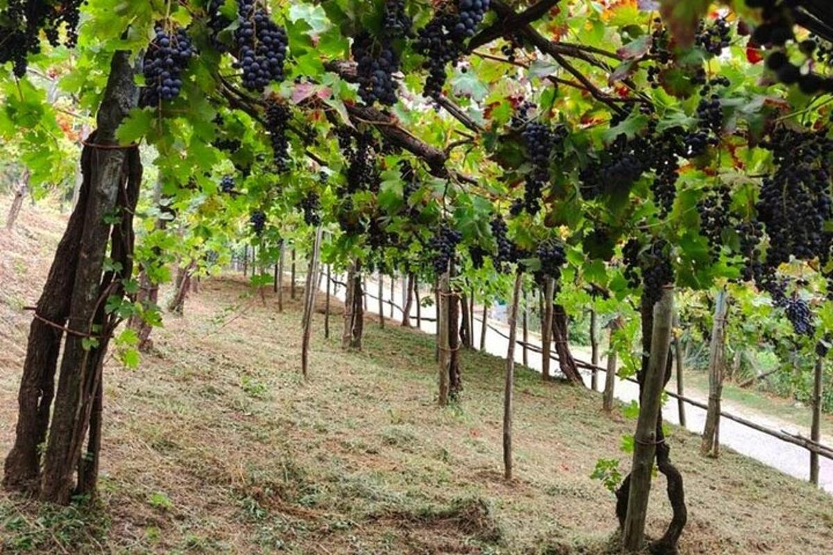 una filera de raïms en una vinya