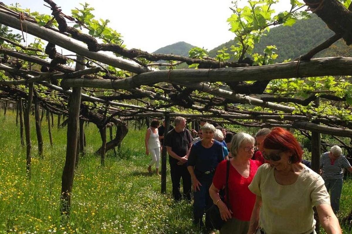 un gruppo di persone che camminano attraverso un vigneto