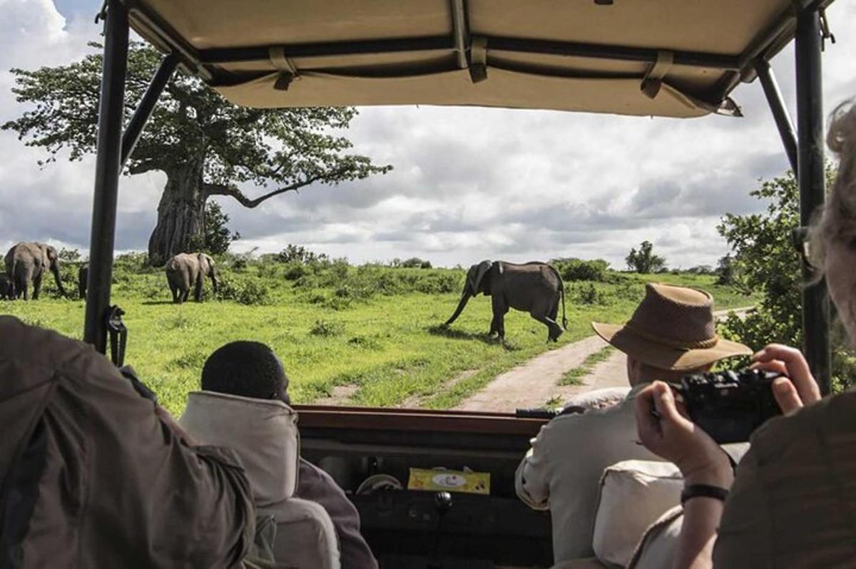 un gruppo di persone che scatta foto di un elefante da un veicolo