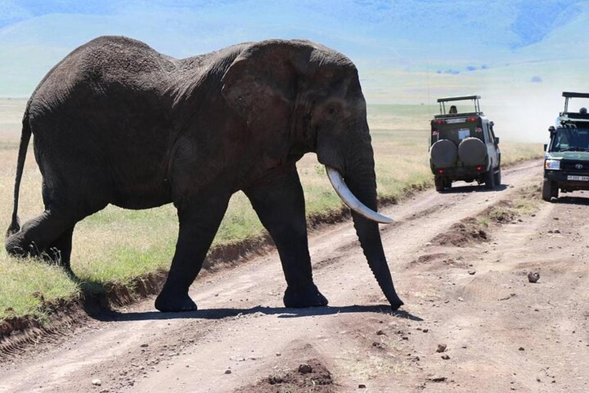 un elefante che cammina su una strada sterrata con veicoli