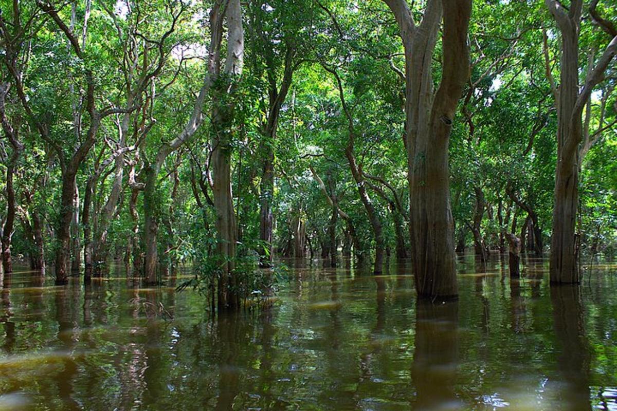 kawasan banjir dengan pokok dan air di dalam hutan