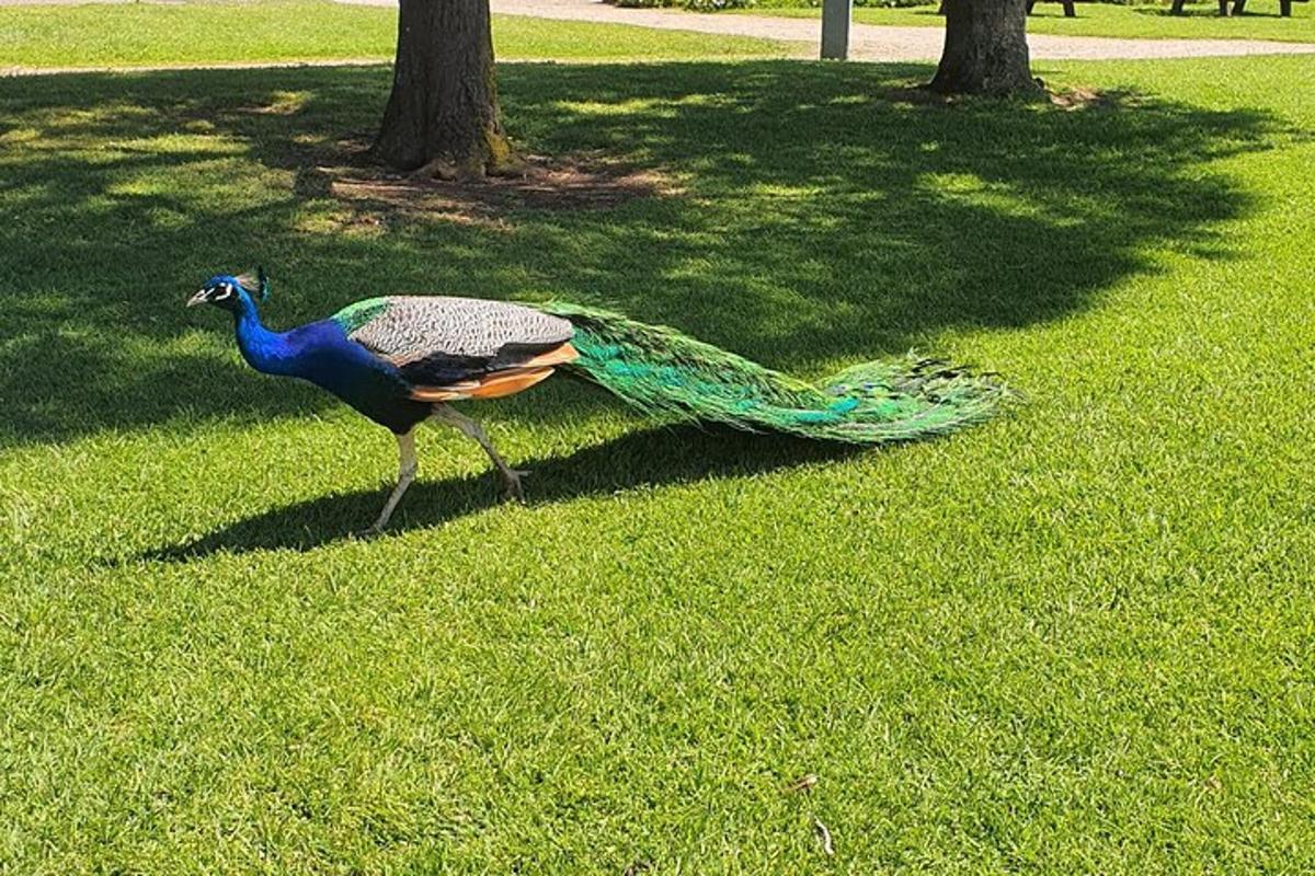 a peacock walking in the grass in a park