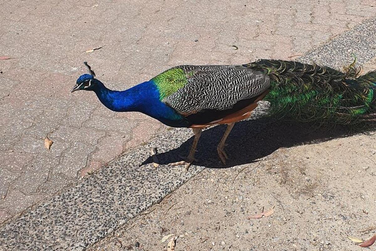 a peacock is standing on the road