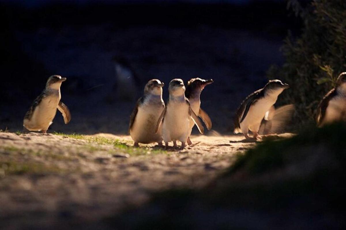 a group of penguins standing on the ground