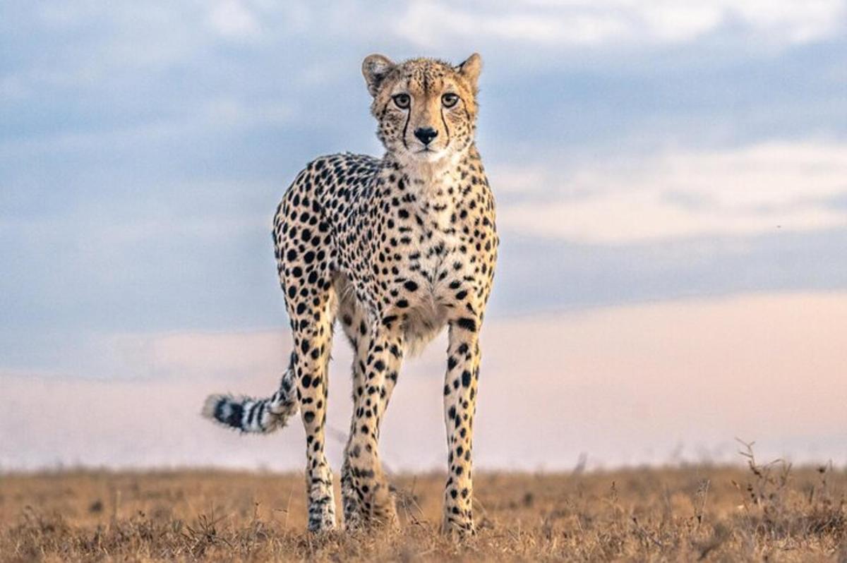 seekor cheetah berdiri di tengah padang