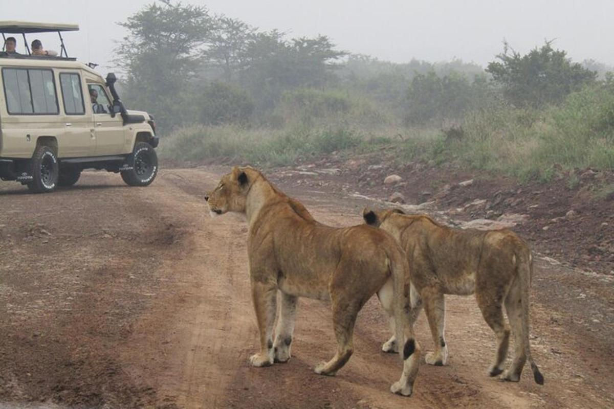 deux animaux debout sur un chemin de terre à côté d'un véhicule