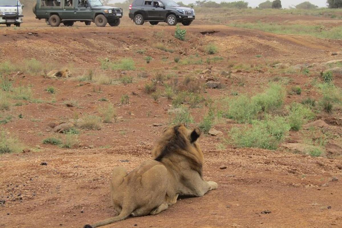 un chameau allongé sur le sol dans le désert