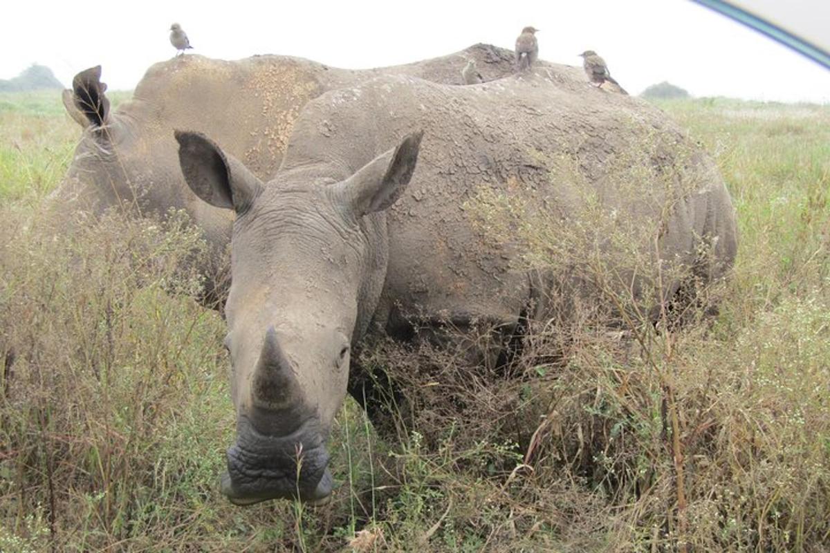un rhinocéros debout dans l'herbe dans un champ