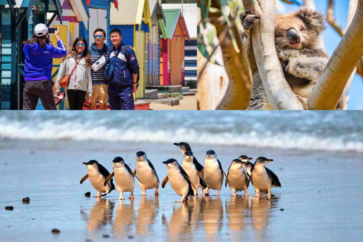 un gruppo di pinguini che camminano sulla spiaggia con le persone