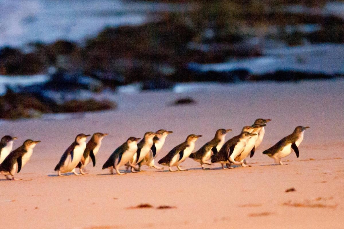 un gruppo di pinguini che camminano su una spiaggia