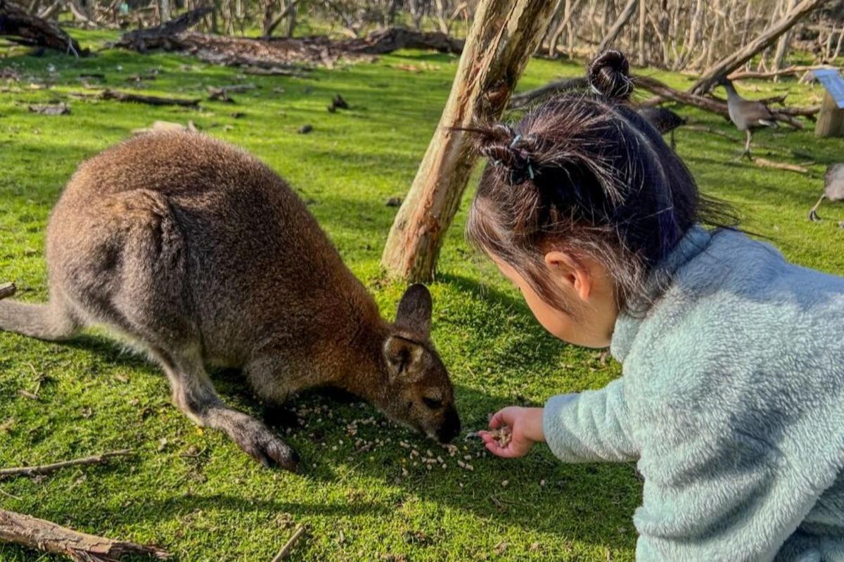 una ragazzina che dà da mangiare a un canguro
