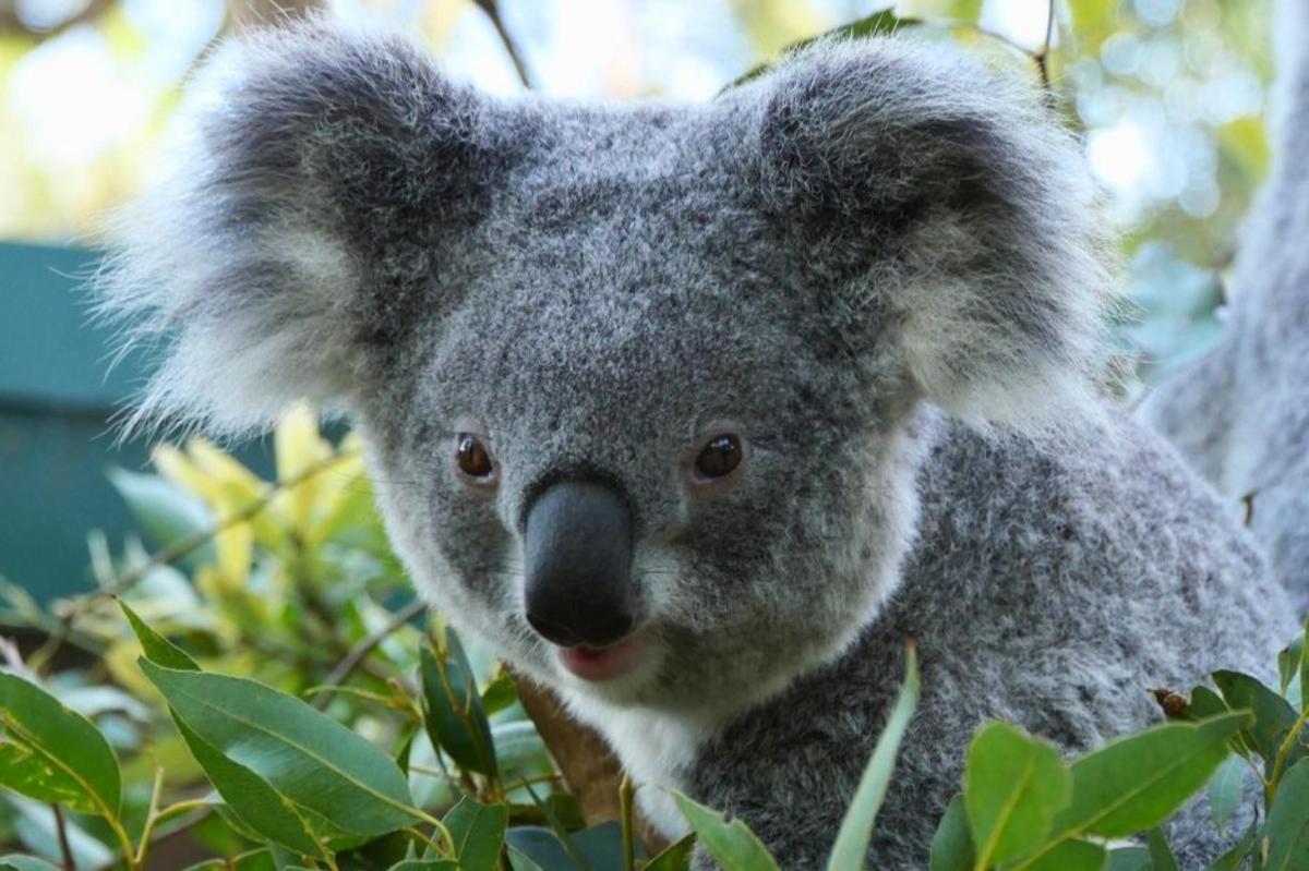 un koala è seduto su un albero
